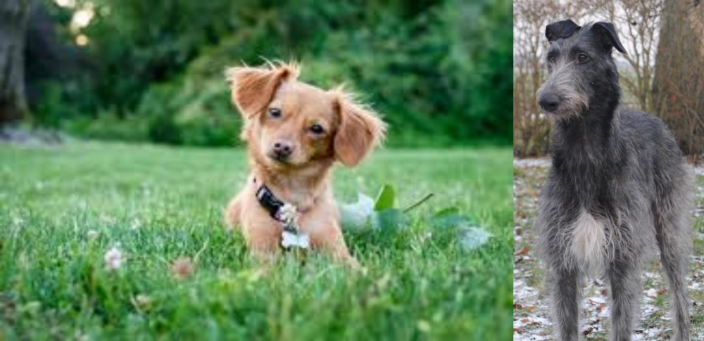Scottish Deerhound vs Chiweenie - Breed Comparison