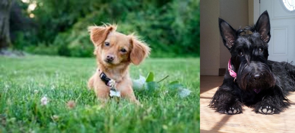 Scottish Terrier vs Chiweenie - Breed Comparison