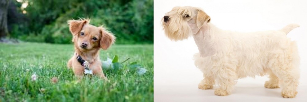 Sealyham Terrier vs Chiweenie - Breed Comparison