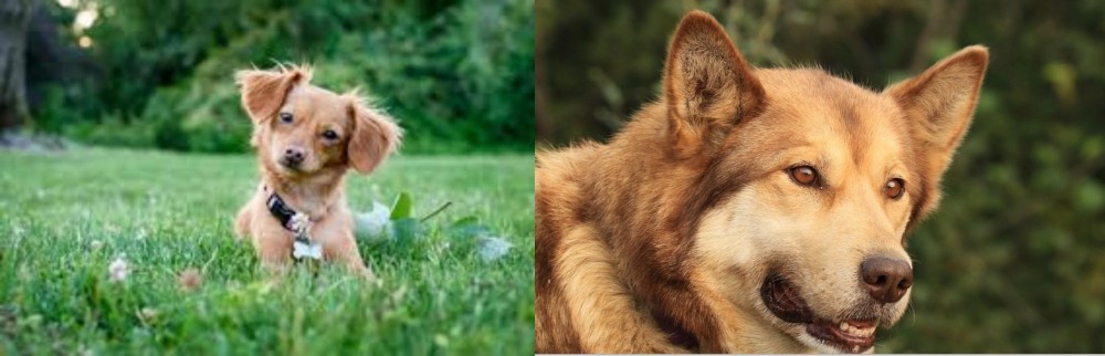 Seppala Siberian Sleddog vs Chiweenie - Breed Comparison
