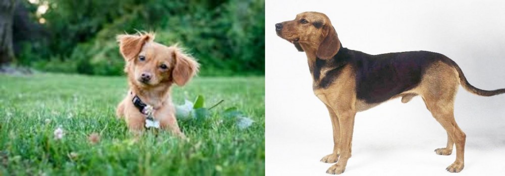 Serbian Hound vs Chiweenie - Breed Comparison