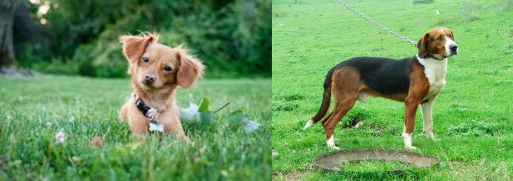 Serbian Tricolour Hound vs Chiweenie - Breed Comparison