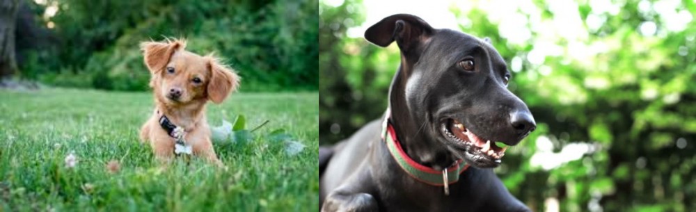 Shepard Labrador vs Chiweenie - Breed Comparison