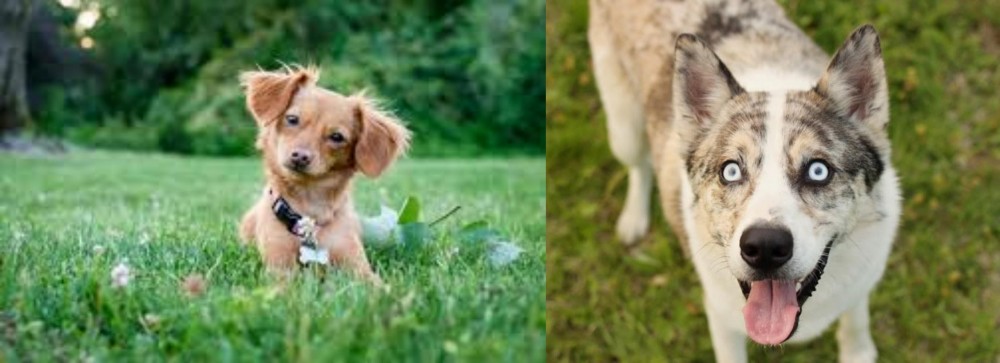 Shepherd Husky vs Chiweenie - Breed Comparison