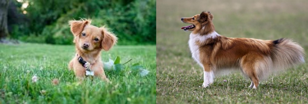 Shetland Sheepdog vs Chiweenie - Breed Comparison