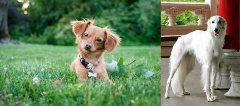 Silken Windhound vs Chiweenie - Breed Comparison