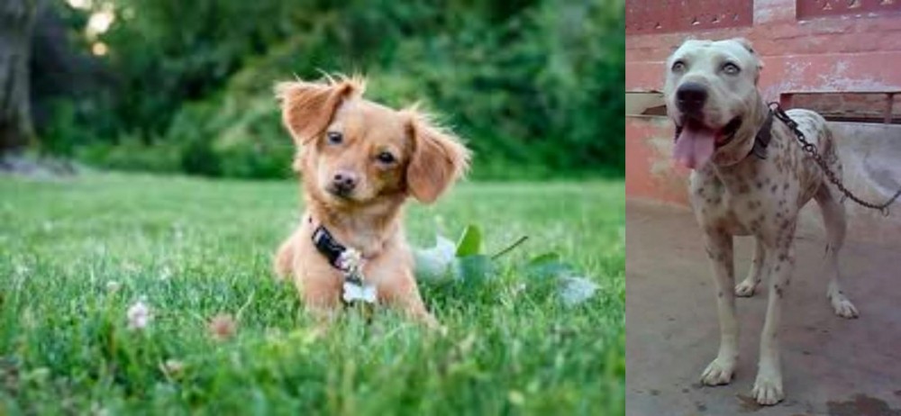 Sindh Mastiff vs Chiweenie - Breed Comparison