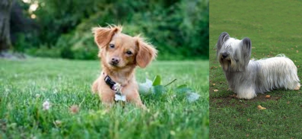 Skye Terrier vs Chiweenie - Breed Comparison