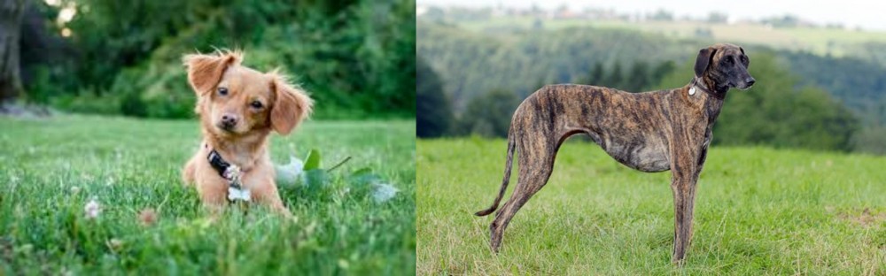 Sloughi vs Chiweenie - Breed Comparison