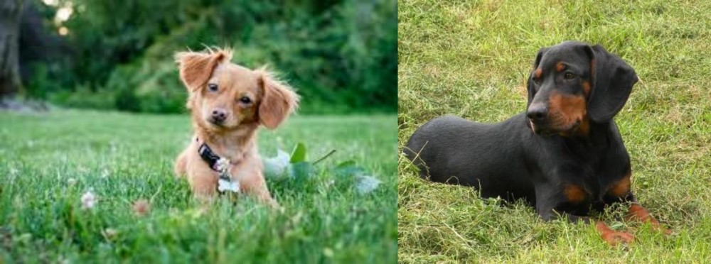 Slovakian Hound vs Chiweenie - Breed Comparison