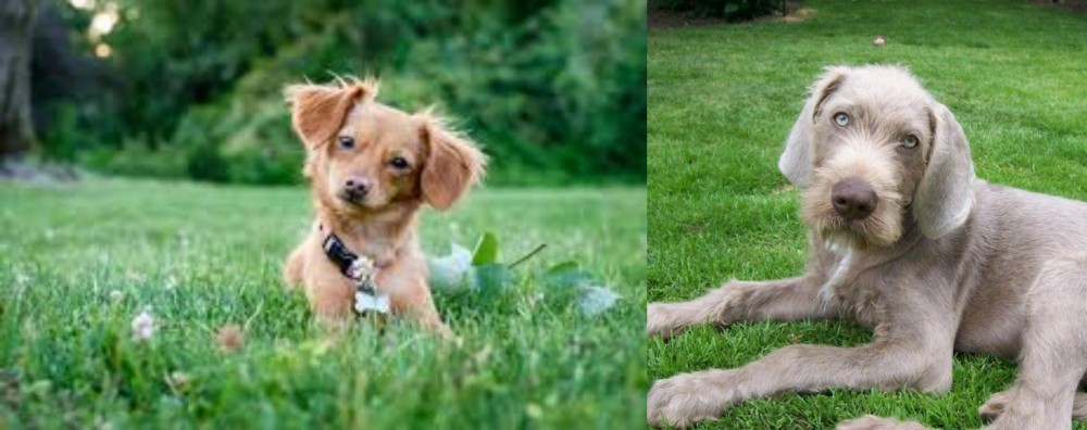 Slovakian Rough Haired Pointer vs Chiweenie - Breed Comparison