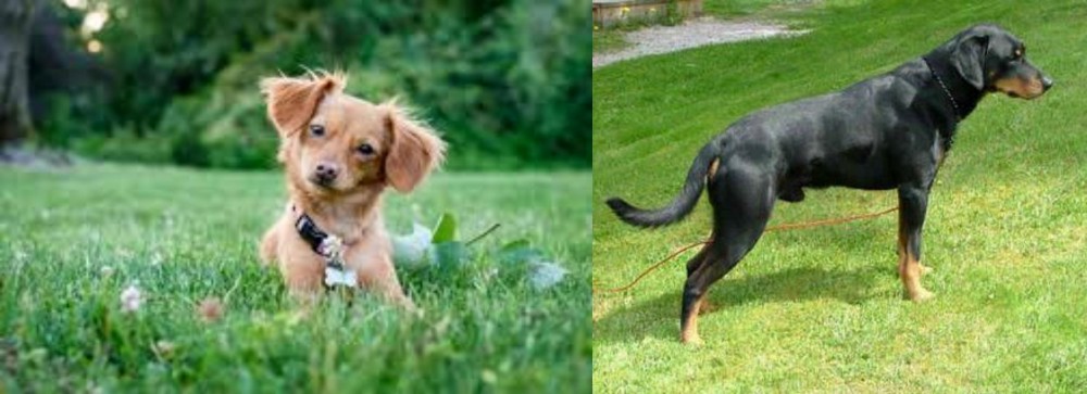 Smalandsstovare vs Chiweenie - Breed Comparison