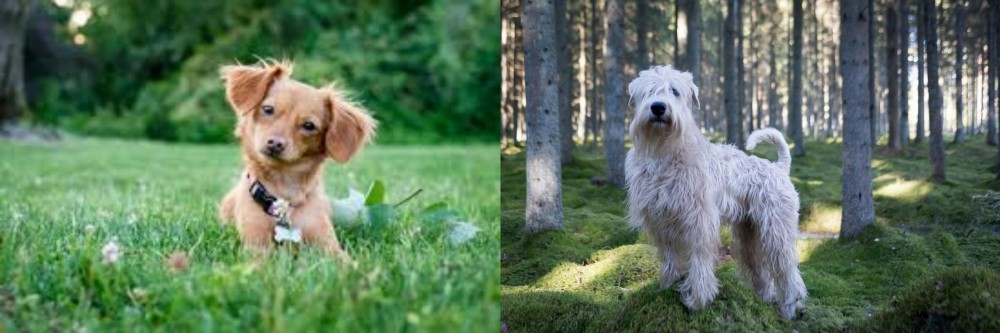 Soft-Coated Wheaten Terrier vs Chiweenie - Breed Comparison
