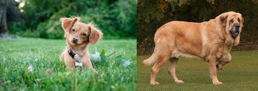 Spanish Mastiff vs Chiweenie - Breed Comparison