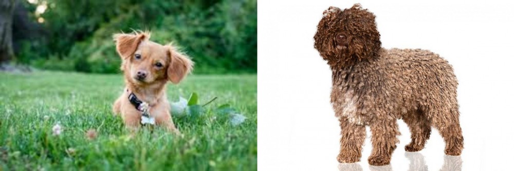 Spanish Water Dog vs Chiweenie - Breed Comparison