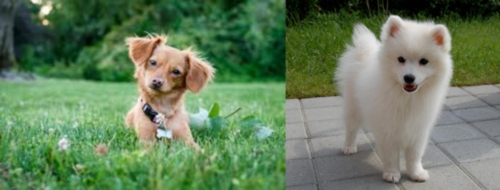 Spitz vs Chiweenie - Breed Comparison