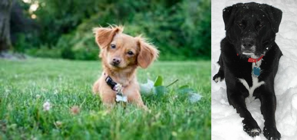St. John's Water Dog vs Chiweenie - Breed Comparison