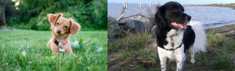 Stabyhoun vs Chiweenie - Breed Comparison