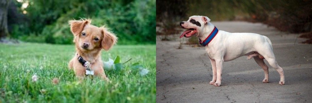Staffordshire Bull Terrier vs Chiweenie - Breed Comparison