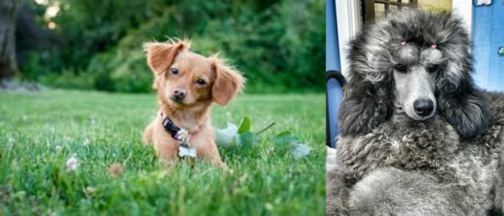 Standard Poodle vs Chiweenie - Breed Comparison