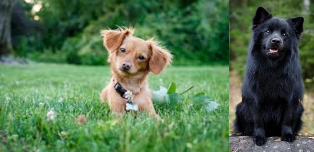 Swedish Lapphund vs Chiweenie - Breed Comparison