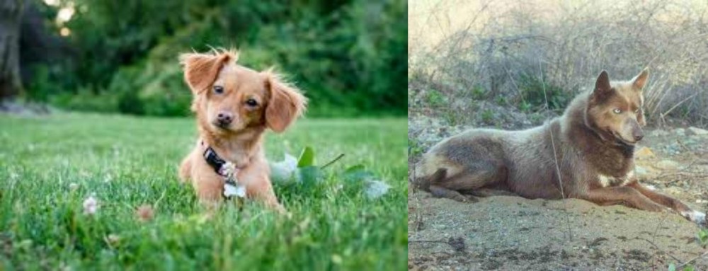 Tahltan Bear Dog vs Chiweenie - Breed Comparison