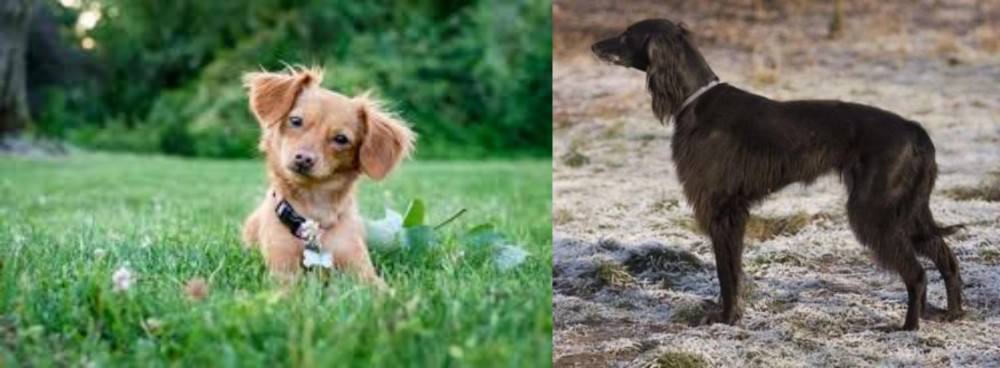 Taigan vs Chiweenie - Breed Comparison