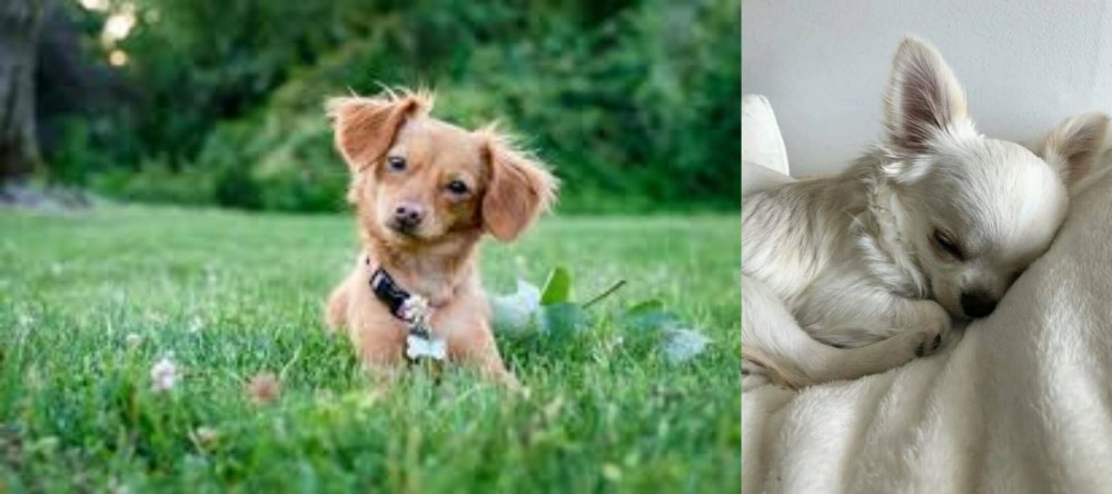 Tea Cup Chihuahua vs Chiweenie - Breed Comparison