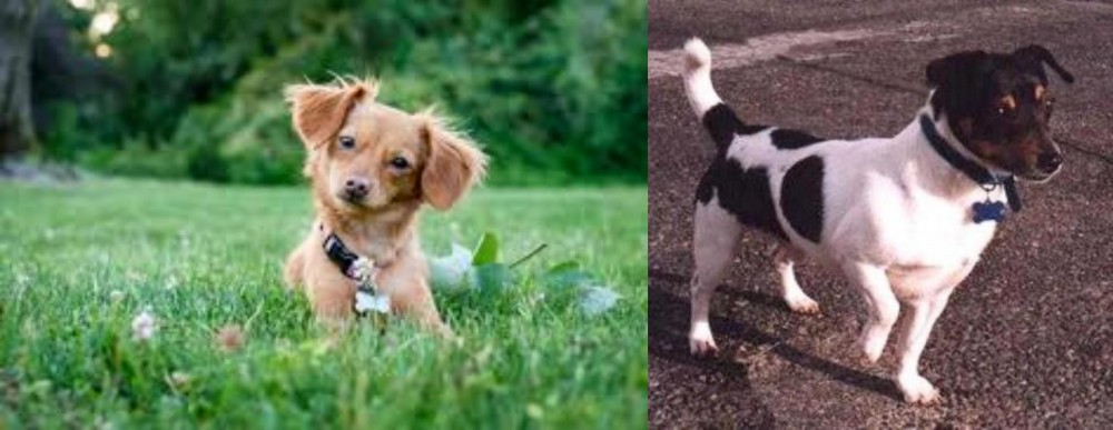 Teddy Roosevelt Terrier vs Chiweenie - Breed Comparison