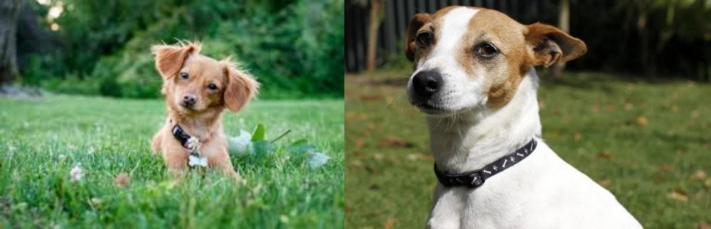 Tenterfield Terrier vs Chiweenie - Breed Comparison