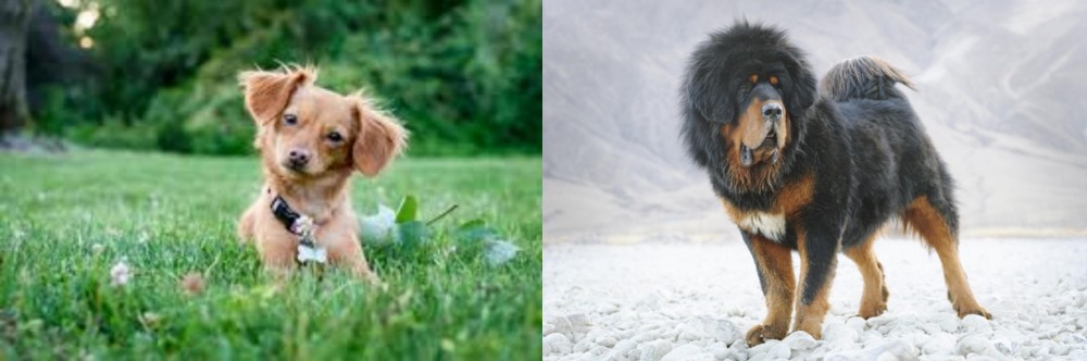 Tibetan Mastiff vs Chiweenie - Breed Comparison