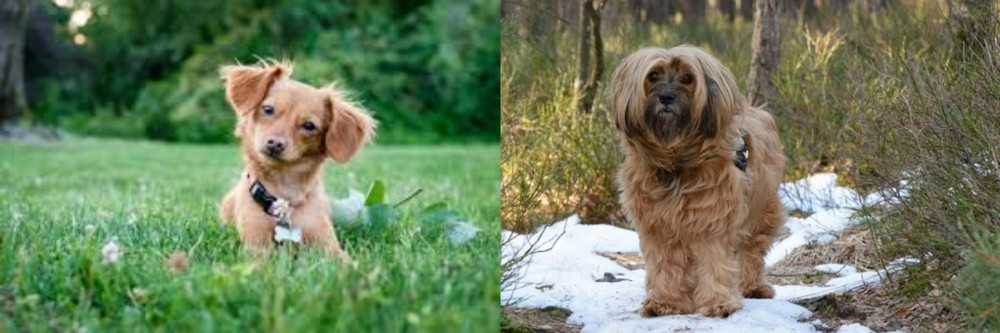 Tibetan Terrier vs Chiweenie - Breed Comparison