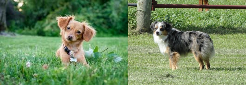 Toy Australian Shepherd vs Chiweenie - Breed Comparison