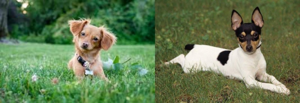 Toy Fox Terrier vs Chiweenie - Breed Comparison
