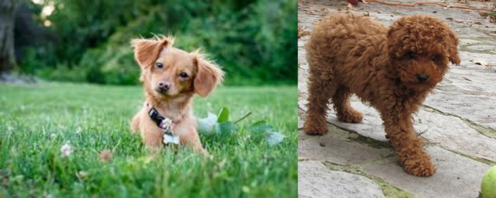 Toy Poodle vs Chiweenie - Breed Comparison