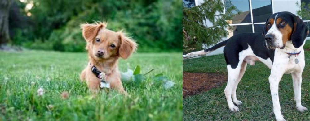 Treeing Walker Coonhound vs Chiweenie - Breed Comparison
