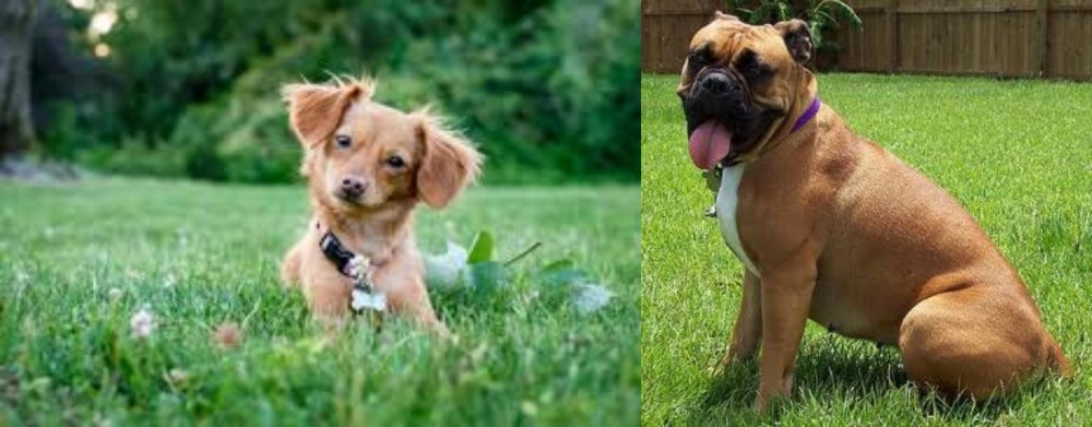 Valley Bulldog vs Chiweenie - Breed Comparison