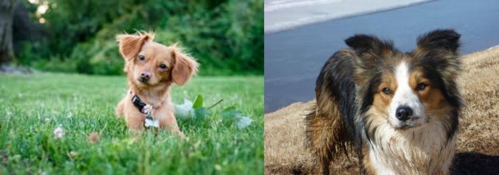Welsh Sheepdog vs Chiweenie - Breed Comparison