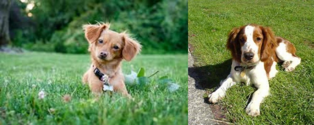 Welsh Springer Spaniel vs Chiweenie - Breed Comparison