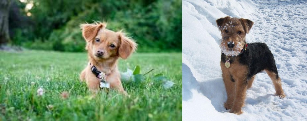 Welsh Terrier vs Chiweenie - Breed Comparison