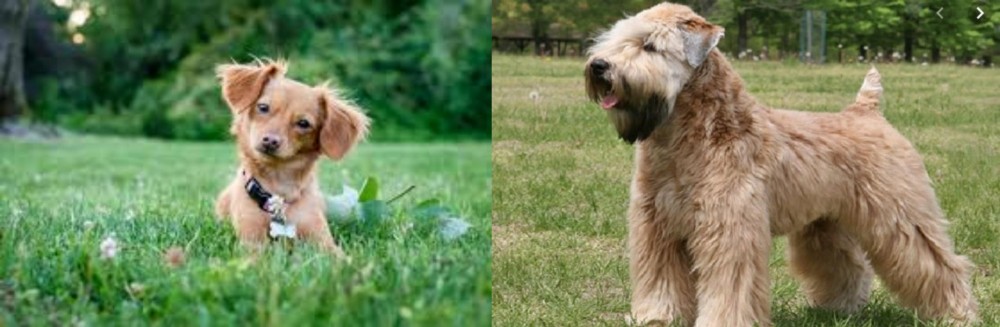 Wheaten Terrier vs Chiweenie - Breed Comparison