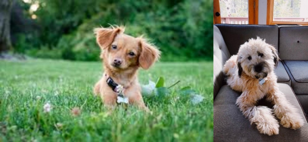 Whoodles vs Chiweenie - Breed Comparison