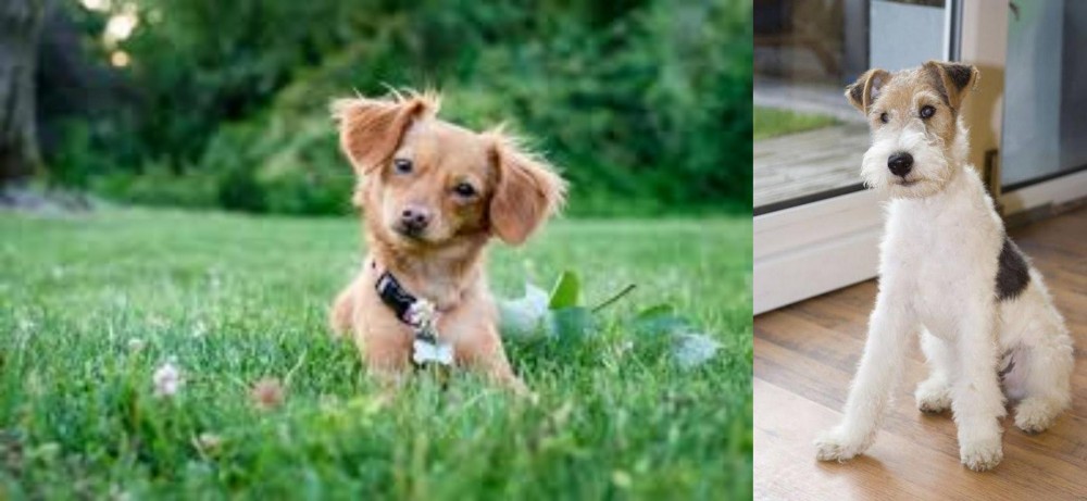 Wire Fox Terrier vs Chiweenie - Breed Comparison