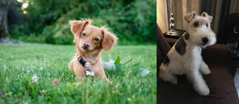 Wire Haired Fox Terrier vs Chiweenie - Breed Comparison