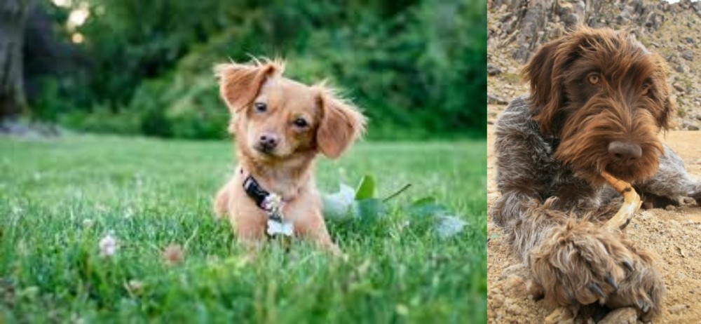 Wirehaired Pointing Griffon vs Chiweenie - Breed Comparison