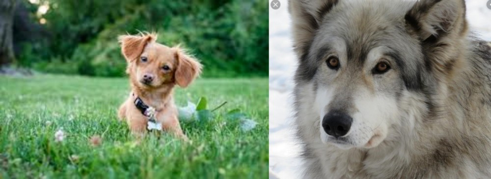 Wolfdog vs Chiweenie - Breed Comparison