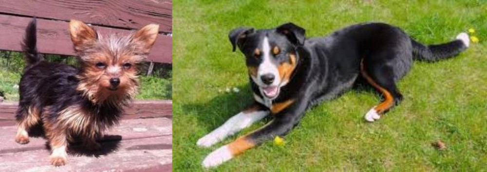 Appenzell Mountain Dog vs Chorkie - Breed Comparison