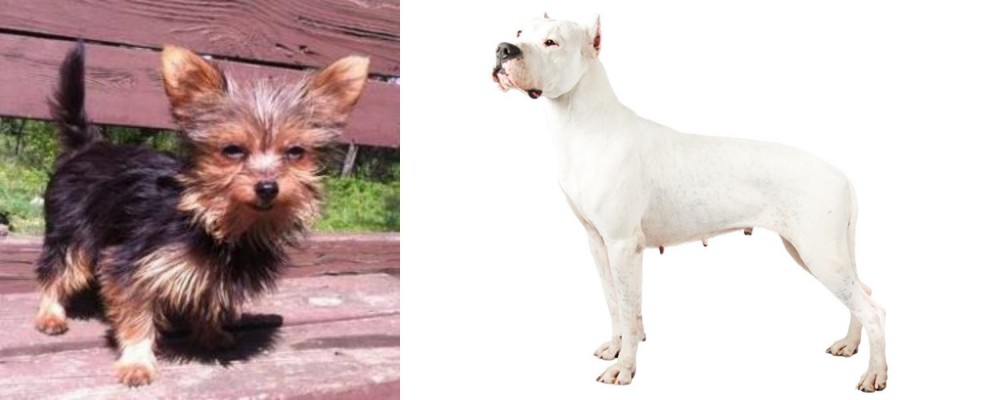 Argentine Dogo vs Chorkie - Breed Comparison