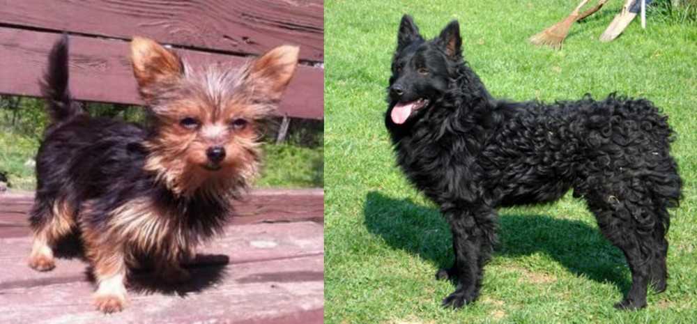 Croatian Sheepdog vs Chorkie - Breed Comparison