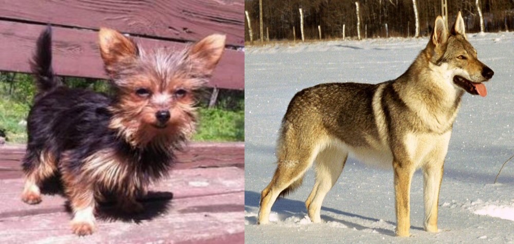 Czechoslovakian Wolfdog vs Chorkie - Breed Comparison